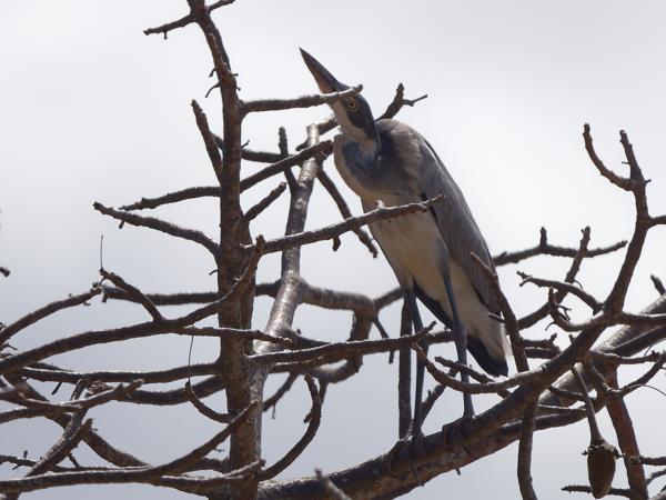 <h3><a href="/trips/tanzania/biota/animalia/chordata/aves/015 pelecaniformes/002 ardeidae/ardea melanocephala/ardea melanocephala-nl.html">Ardea&nbsp;melanocephala</a> / Black‑headed&nbsp;heron / Zwartkopreiger</h3>OM-1 Mark II met OLYMPUS M.150-400mm F4.5, 1/2500 sec  bij F5.0, ISO 200, afstand 37.4&nbsp;m
